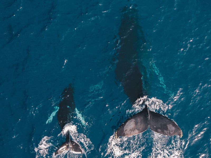 4 ways Docker changed the way software engineers work in past half decade 4 ways Docker changed the way software engineers work in past half decade